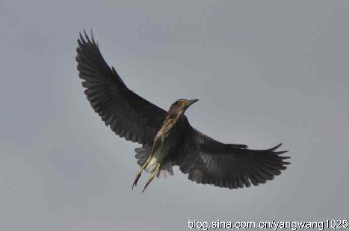 夜鹭(大丽抓拍) 夜鹭(大丽抓拍)