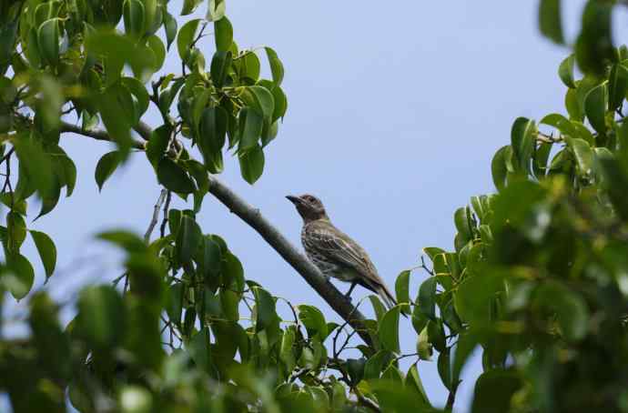 澳洲拍鸟——打捆亮相（2）