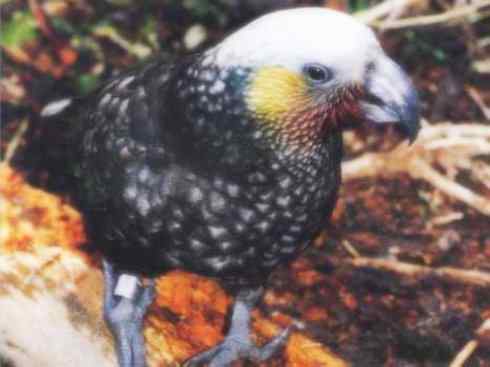 天生猎手:非猛禽类猎手之七 天生猎手:非猛禽类猎手之七