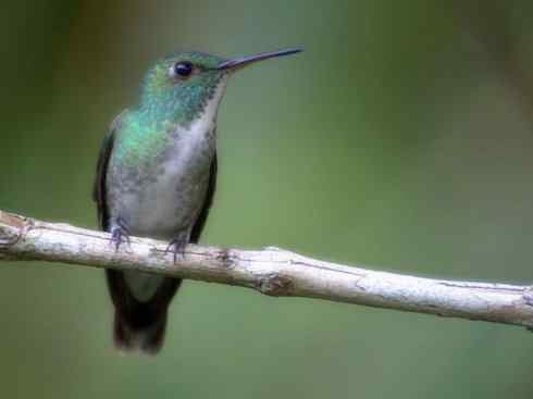 雀鸟也彪悍：别拿豆包不当干粮（蜂鸟）