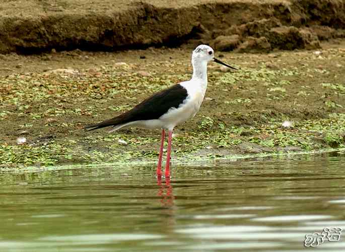 北京沙河&nbsp;wbr路&nbsp;wbr黑翅长脚鹬和扇尾沙锥