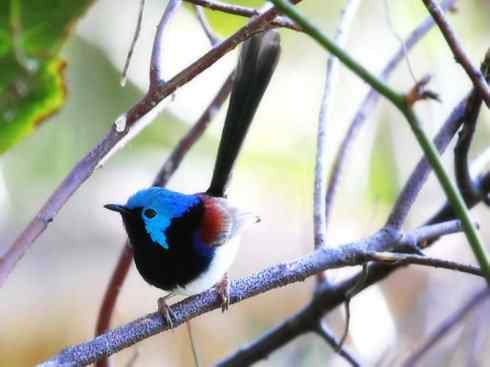 美丽无罪：雀鸟之鹩莺