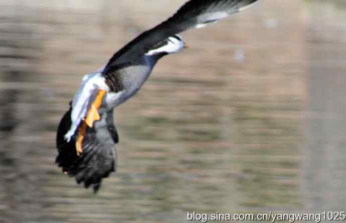 水面飞行的斑头雁