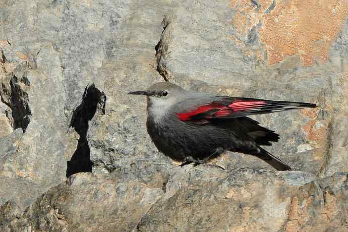 明星鸟鈥斺敽斐嵝谌