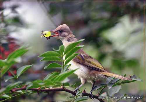 95张鸟儿嬉戏精品图集
