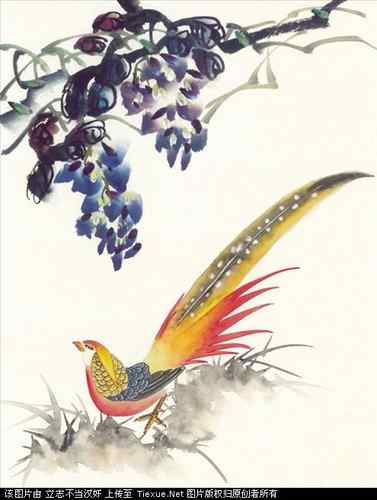 吉祥鸟图片（40P）