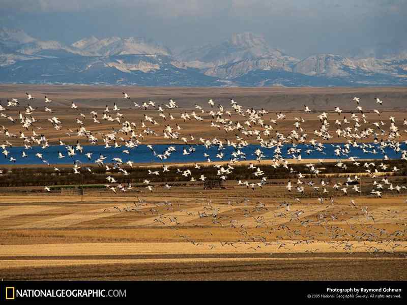 美国国家地理经典鸟类摄影图片精选