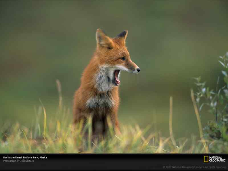 好看的动物图片(4)