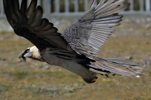 胡兀鹫的家园——青藏高原