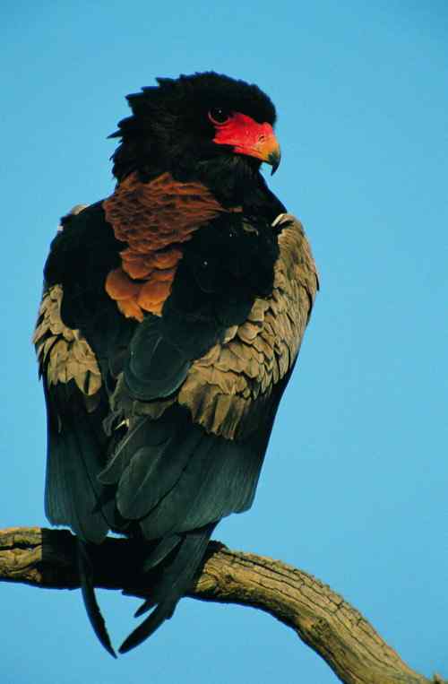 吃蛇的猛禽蛇雕——短尾雕