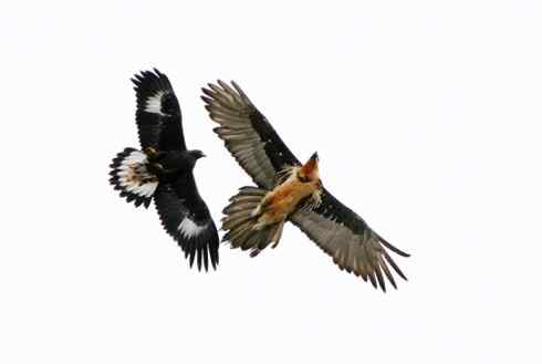 金雕大战胡兀鹫