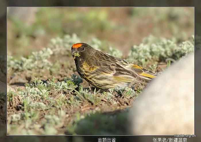 [百图]新疆鸟类(124p)