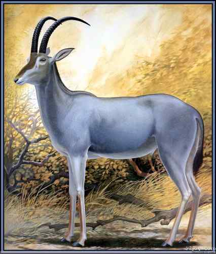 世界灭绝动物画像大全