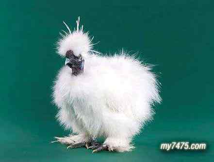 酷酷的宠物鸡图片