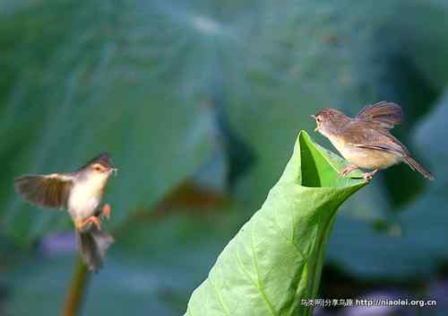 95张鸟儿嬉戏精品图集
