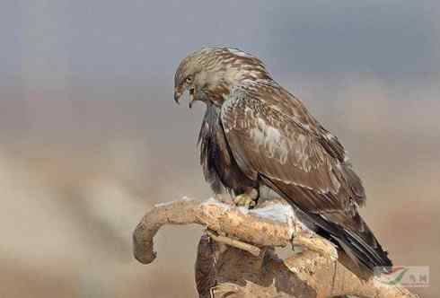 毛脚鵟休息一下