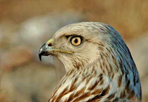 2008，鵟野之冬电视连续剧