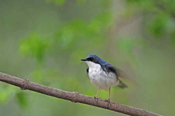雄性蓝歌鸲（10）