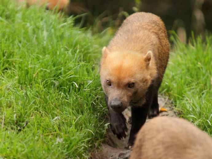 犬科：薮犬亚科薮犬属之薮犬