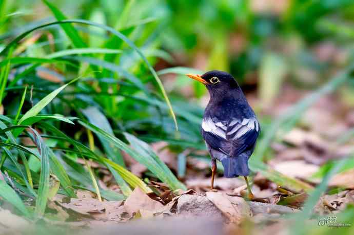 轻寒薄暖，再上川西