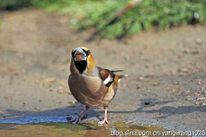 北京天坛公园的鸟类——锡嘴雀（4）