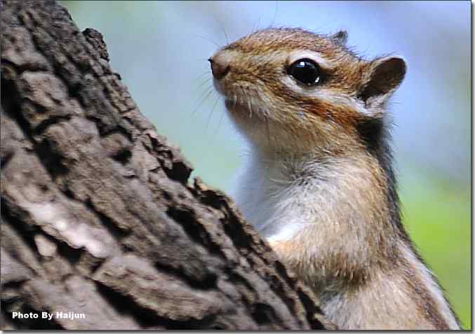 皇家园林的花栗鼠