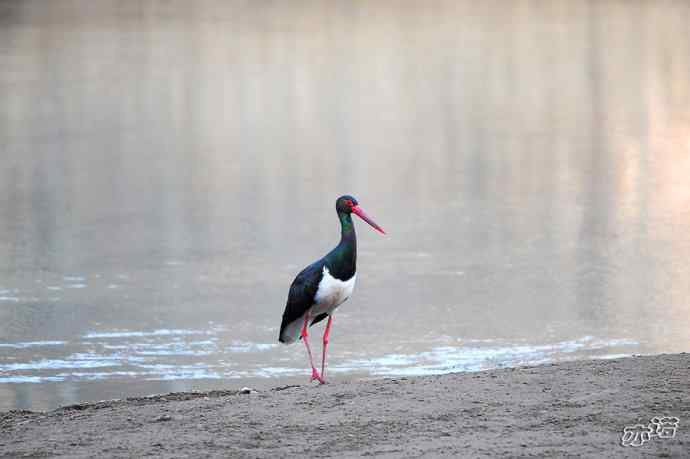白河峡谷生境鸟片（原画幅）