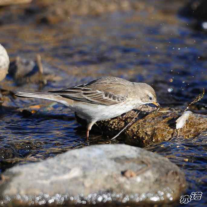 白河峡谷 wbr路 wbr水鹨 白河峡谷 wbr路 wbr水鹨