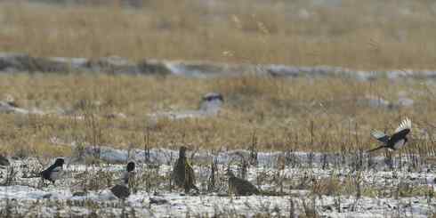 林甸的冬天——冰天雪地的鸟儿