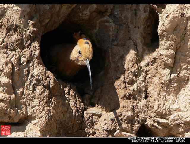 戴胜鸟图集欣赏