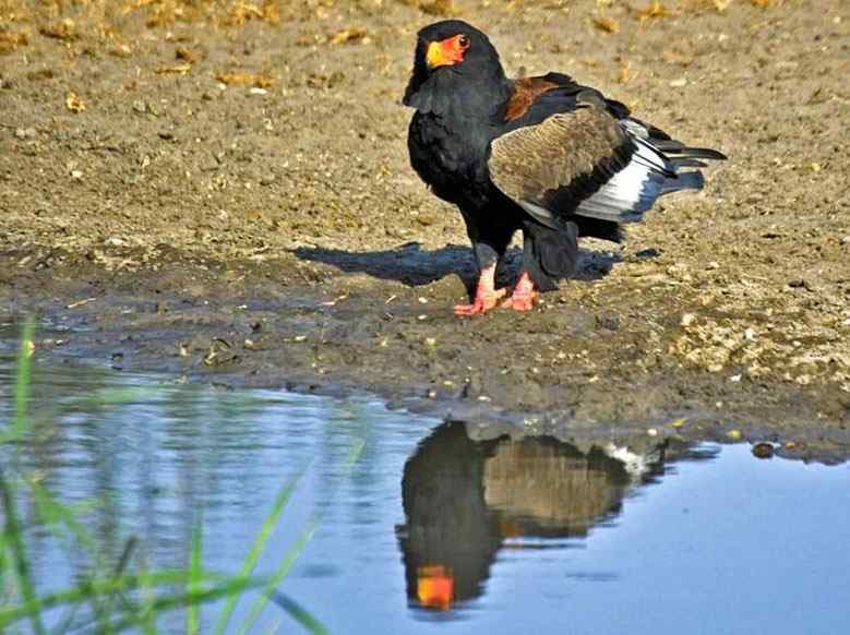 吃蛇的猛禽蛇雕——短尾雕