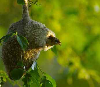 攀雀终于做了父亲