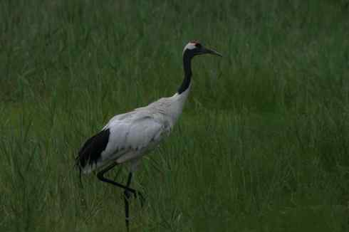 一组丹顶鹤摄影