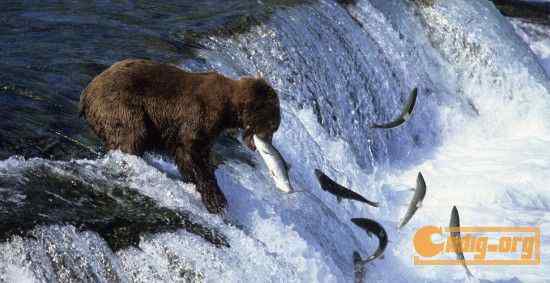 [组图]沃尔夫(Wolfe)动物摄影艺术精选