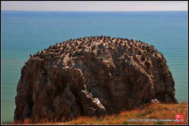 【加贝先生原创摄影】 青海湖鸟岛上的鸬鹚鸟(16p)