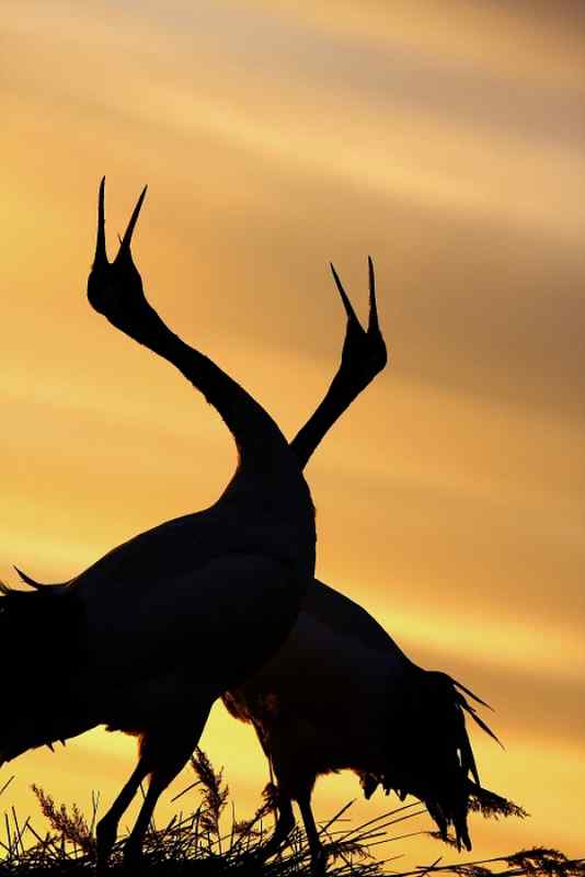 引吭高歌的丹顶鹤