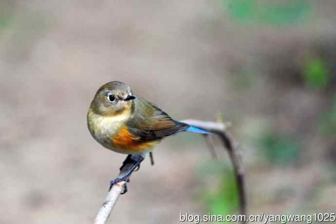 雌性红胁蓝尾鸲（45）
