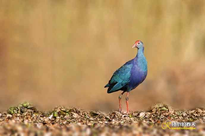 悠闲的鈥溩纤︹