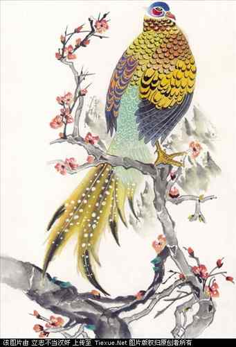 吉祥鸟图片（40P）