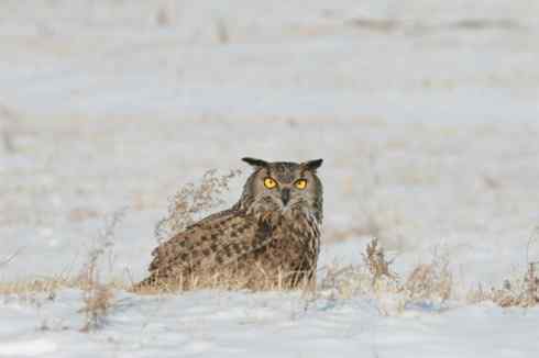 东北地区的留鸟