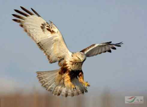 多图展示捕鼠英雄毛脚狂