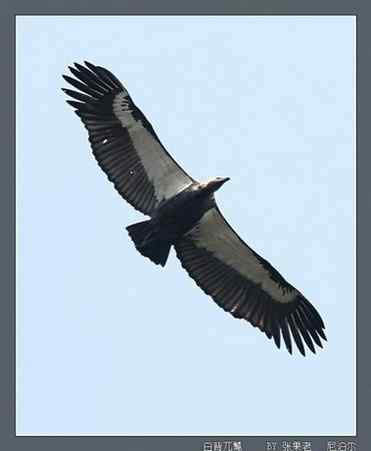 结群的白背兀鹫