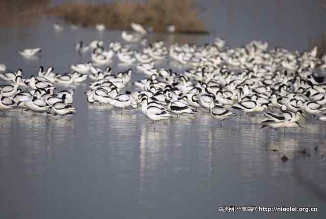 洞庭湖的冬候鸟——反嘴鹬