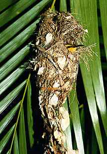 太阳鸟和啄花鸟的袋状悬吊巢