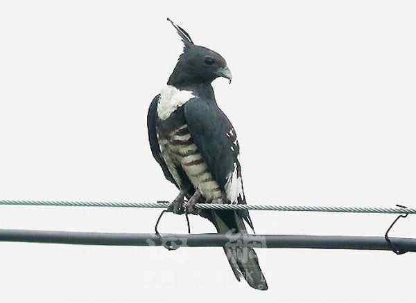 世界著名鸟类——部分猛禽