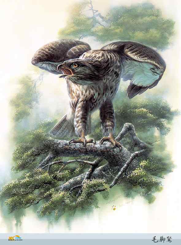 鸟类绘画