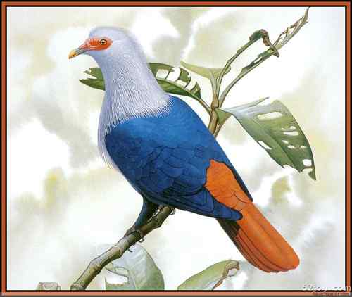 世界灭绝动物画像大全