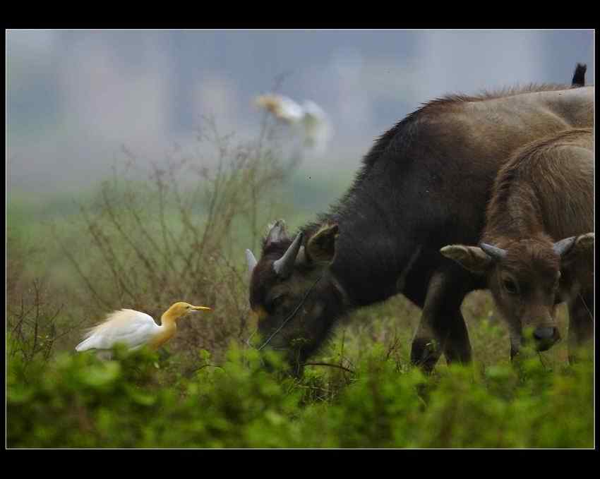 牛与牛背鹭