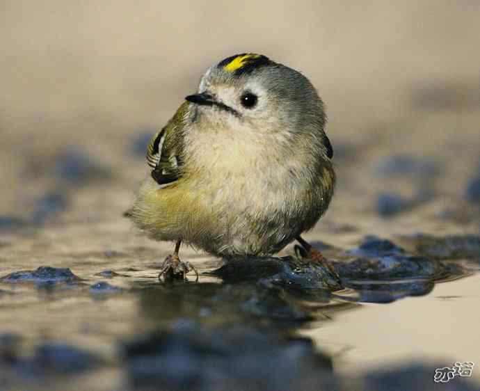 圆明园&nbsp;wbr路&nbsp;wbr戴菊