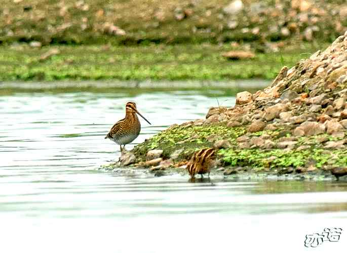 北京沙河&nbsp;wbr路&nbsp;wbr黑翅长脚鹬和扇尾沙锥